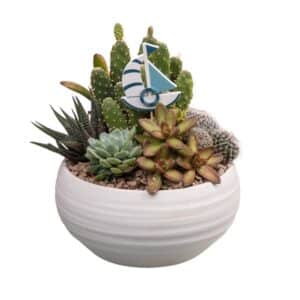 Cactus/Succulent Arrangement in Ceramic Handmade White Pot 19cm