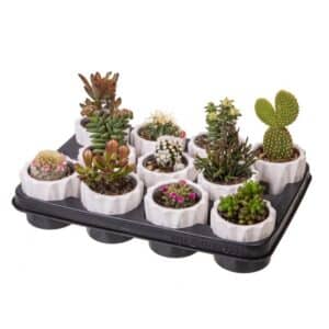 Cactus/Succulent in White Ceramic Pot 8cm