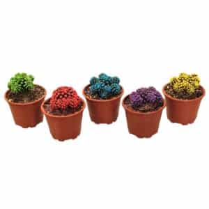Mammillaria Gracilis Oruga Multicolor In Pot 8.5cm
