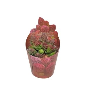 Adromischus Herrei Red Coral In Pot 6.5cm