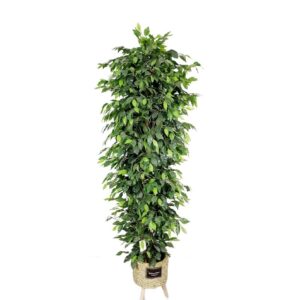 Artificial Ficus Tree Pillar H180cm