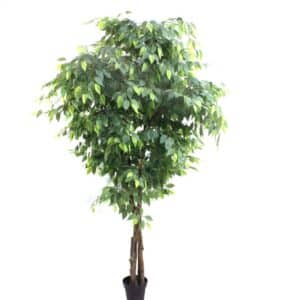 Artificial Ficus Tree H200cm