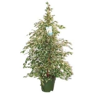 Ficus Starlight in Pot 24cm