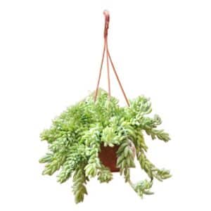 Sedum Morganianum in Basket 14cm