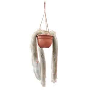 Cleistocactus Winteri in Basket 14cm