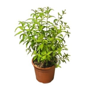 Citronella in Pot 17cm