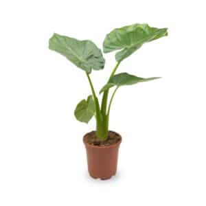 Alocasia 'Portodora' in Pot 17cm