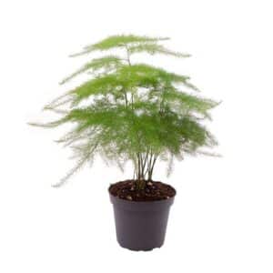 Asparagus Setaceus in Pot 12cm