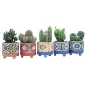 Cactus Mixed in Ceramic Tile Pot 10.5cm