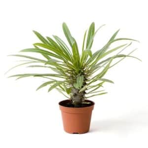 Pachypodium lamerei in Pot 11cm
