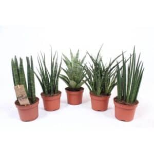 Sansevieria Cylindrica Mix in Pot 8cm