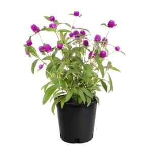 Gomphrena in Pot 14cm