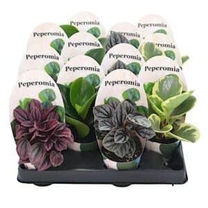 Peperomia Mix in Pot 7cm