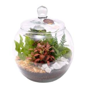 Terrarium Arrangement Sphere 25cm