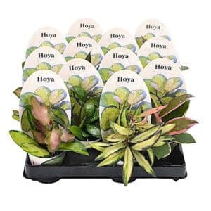 Hoya Mix in Pot 6cm