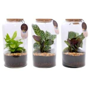 Terrarium Arrangement Capsule 15cm H26cm