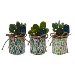 Opuntia Arrangement in Ceramic Pot 10cm