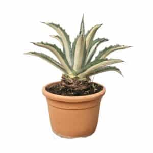 Agave in Pot 20cm