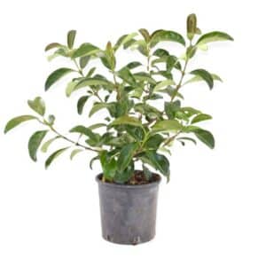 Viburnum Lucidum in Pot 18cm