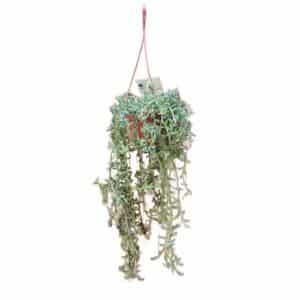 Senecio Delfinum in Basket 14cm