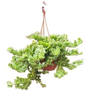 Senecio Jacobsenii in Basket 14cm