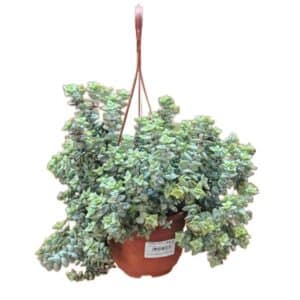 Crassula Rupestris in Basket 14cm