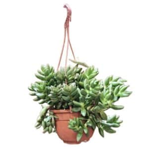 Crassula Capitella in Basket 14cm