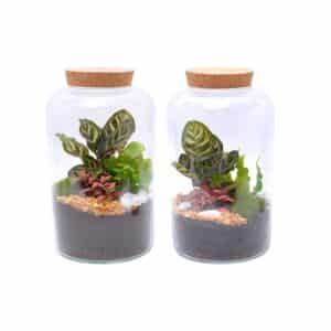 Terrarium Arrangement Capsule 19cm H30cm