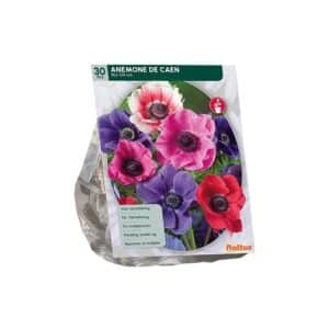 Anemone de Caen, Mix per 30