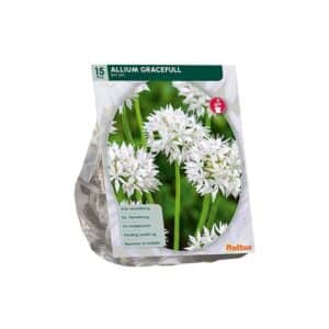 Allium Gracefull x15 Bulbs