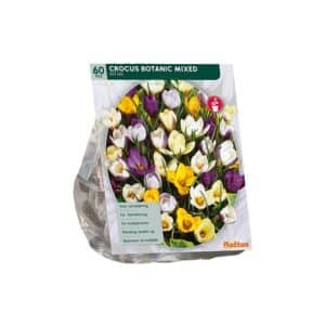 Crocus Botanisch, Mix x60 bulbs