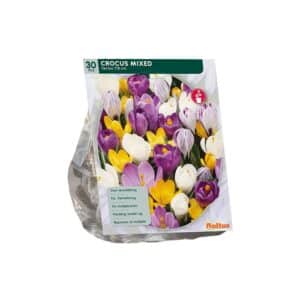 Crocus Large Flowered, Mix x30 bulbs
