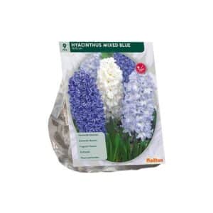 Hyacinth Mixed Blue x9 bulbs