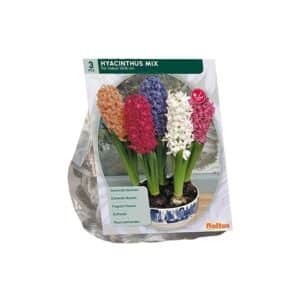 Hyacinth Prep. Mix x3 Bulbs