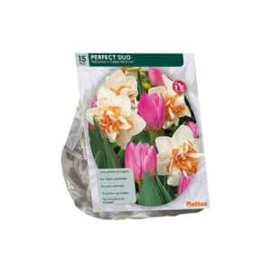 Perfect Duo (Narcissus+Tulipa) x15 bulbs
