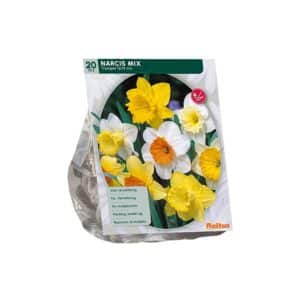 Narcissus Trumpet, Mix x15 bulbs
