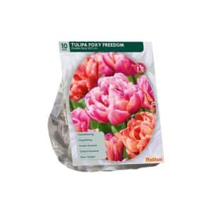 Tulipa Foxy Freedom x10 bulbs