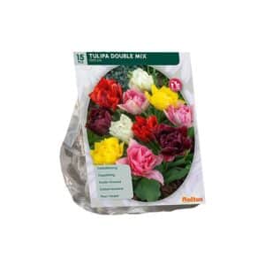 Tulipa Double Mix x15 bulbs