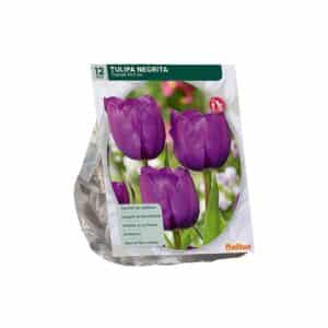 Tulipa Negrita, Triumph 12 bulbs