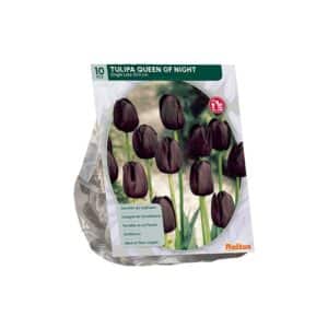 Tulipa Queen of Night, Single Late x10 bulbs