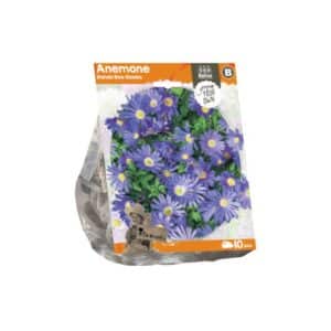 Anemone Blanda Blue Shades x10 bulbs
