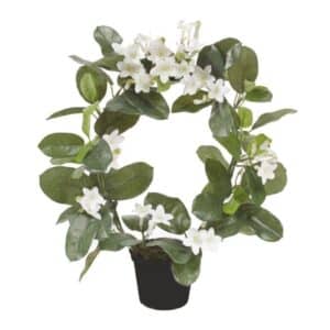 Stephanotis ring 40cm white in plastic pot 10cm