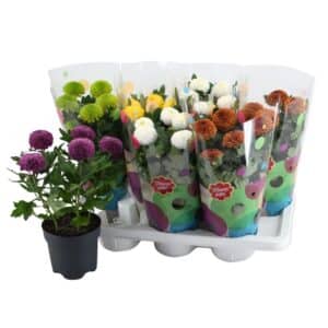 Chrysanthemum Flowerpops in Pot 17cm