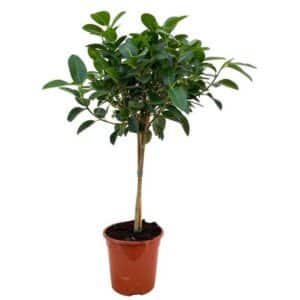 Ficus Australis Albero in Pot 21cm