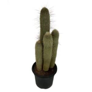 Espostoa Lanata in Pot 25cm