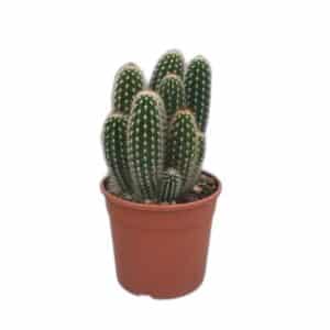 Espostoa Mirabilis in Pot 17cm