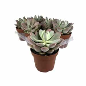 Echeveria Opalina in Pot 13cm