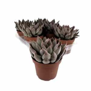Echeveria Silver Queen in Pot 13cm