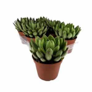 Echeverta Agavoides in Pot 13cm