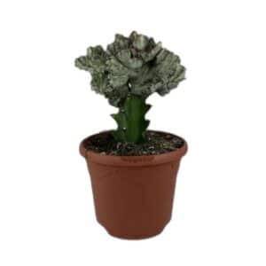 Euphorbia Lactea Crestata Variegata in Pot 17cm